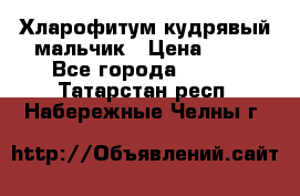 Хларофитум кудрявый мальчик › Цена ­ 30 - Все города  »    . Татарстан респ.,Набережные Челны г.